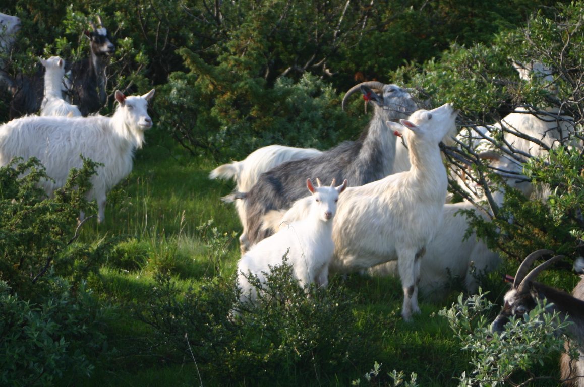 Geiter ute på beite.