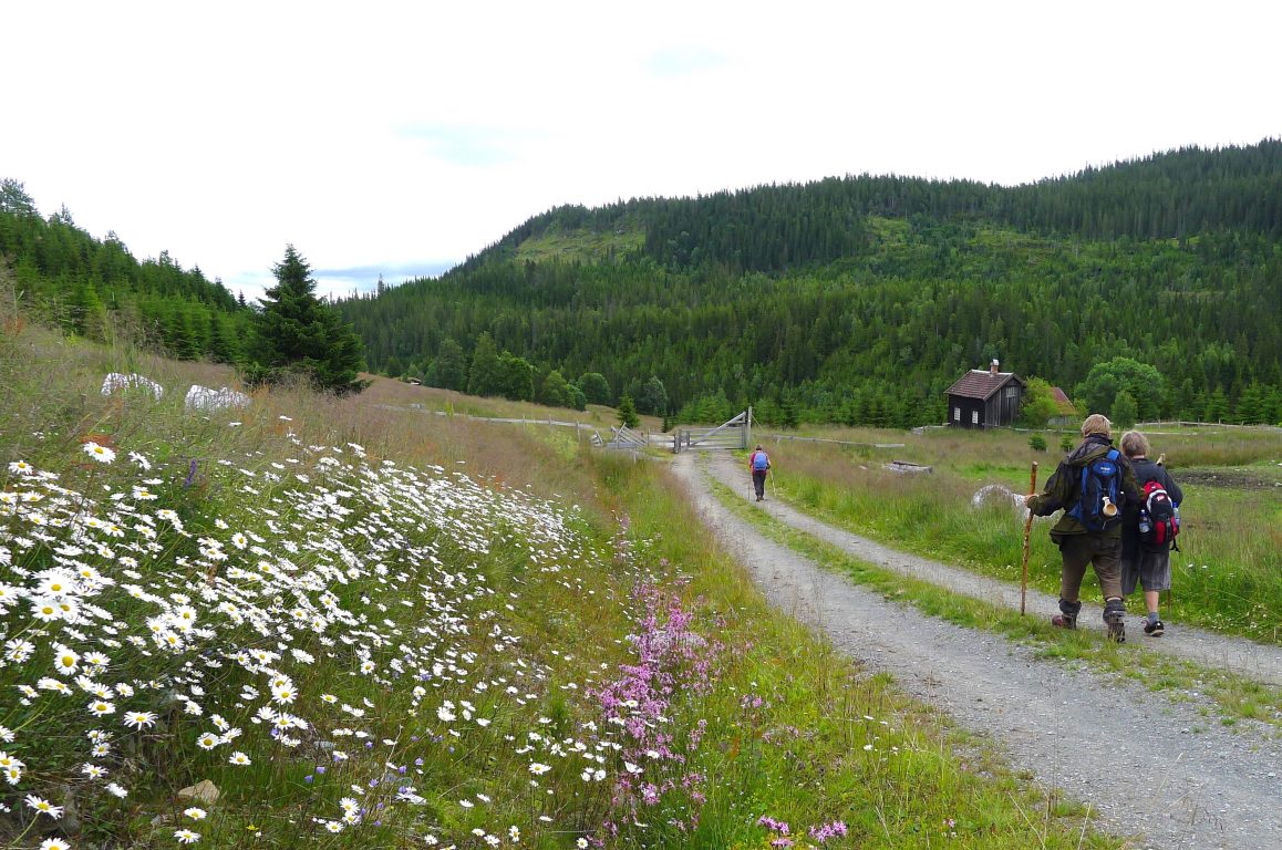 Pilgrims walking through a green cultural landscape